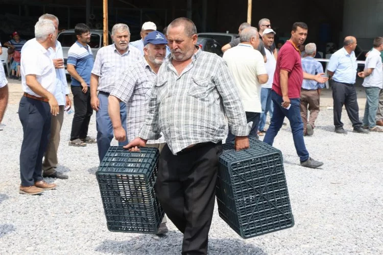 Manisa'da zeytin kasaları Kırkağaç'ta dağıtıldı