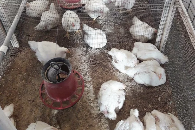 Şanlıurfa'daki sıcaklık ortamında kanatlı hayvanların verimini arttıracak proje