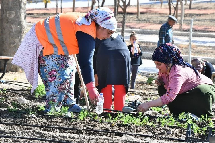 Şehirli çiftçiler Mahalle Bostanı’nda kış sebzeleri ekti